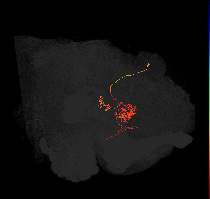 FC2C(FQ7)_C8_R (FlyEM-HB:1072533704)