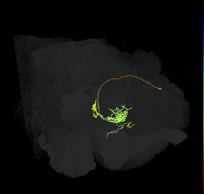 FC2C(FQ7)_C1_L (FlyEM-HB:1104155212)