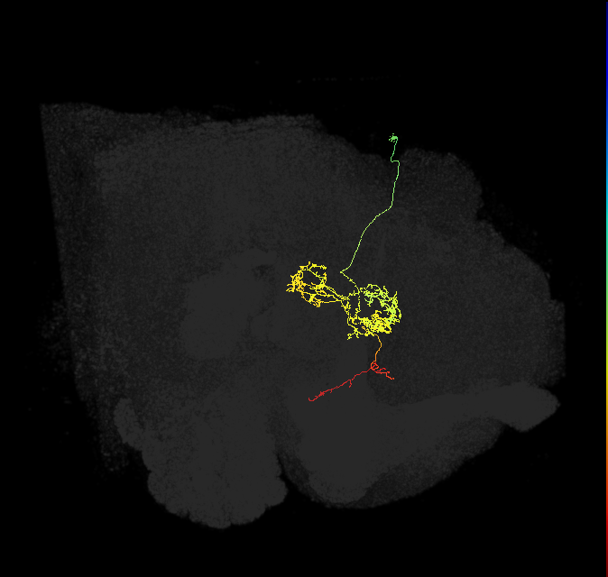 FC2C(FQ7)_C3_R (FlyEM-HB:1076285102)