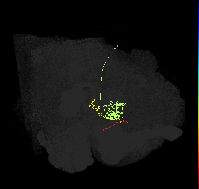FC2C(FQ7)_C1_R (FlyEM-HB:1134849005)