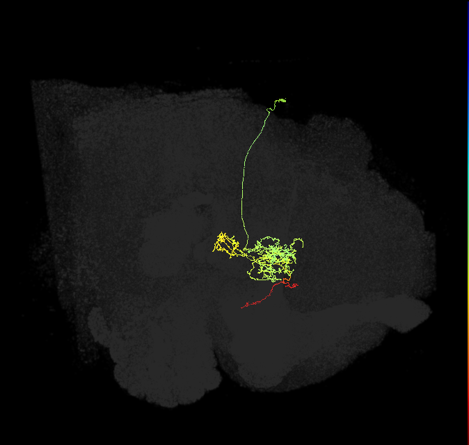 FC2C(FQ7)_C2_R (FlyEM-HB:5813058518)