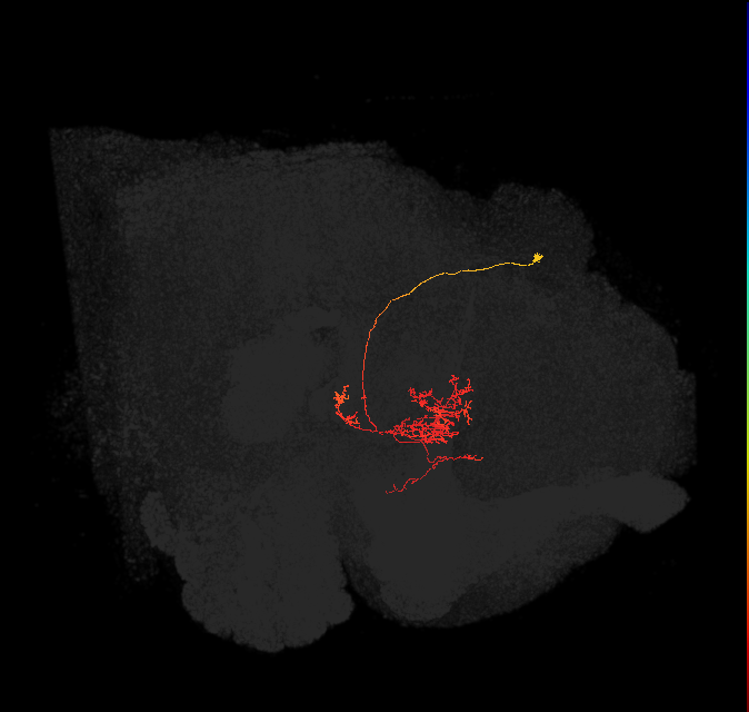 FC2C(FQ7)_C9_R (FlyEM-HB:1135294306)