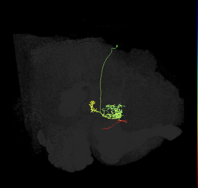 FC2C(FQ7)_C1_R (FlyEM-HB:1166890100)