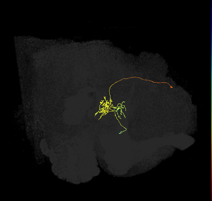 FC3(FQ8)_C2_L (FlyEM-HB:1230678160)