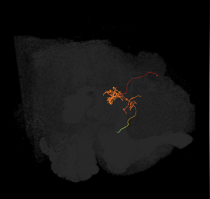 FC3(FQ8)_C6_L (FlyEM-HB:1008727784)