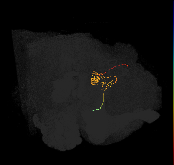 FC3(FQ8)_C5_L (FlyEM-HB:1008714991)