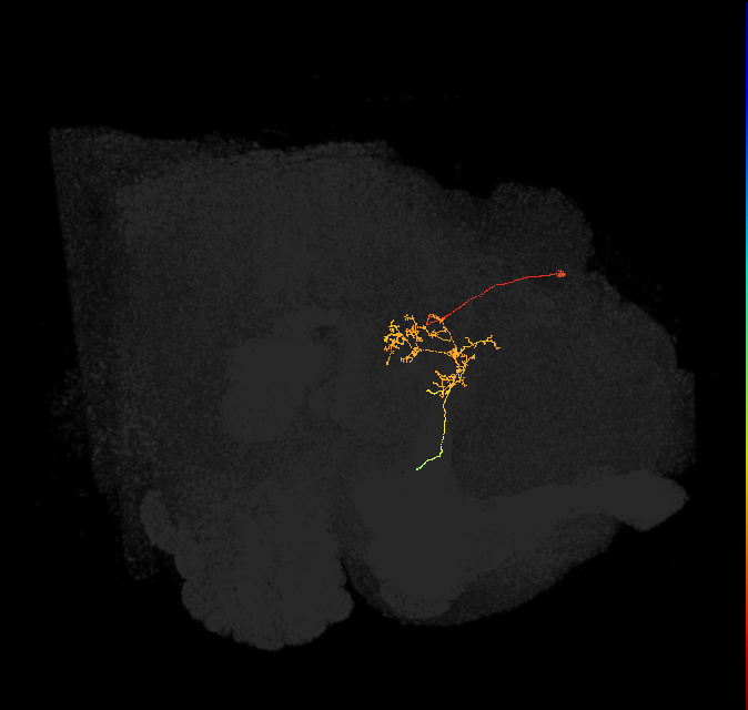 FC3(FQ8)_C5_L (FlyEM-HB:1008714834)