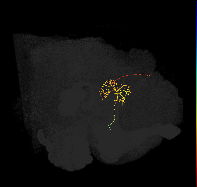 FC3(FQ8)_C4_L (FlyEM-HB:881889906)