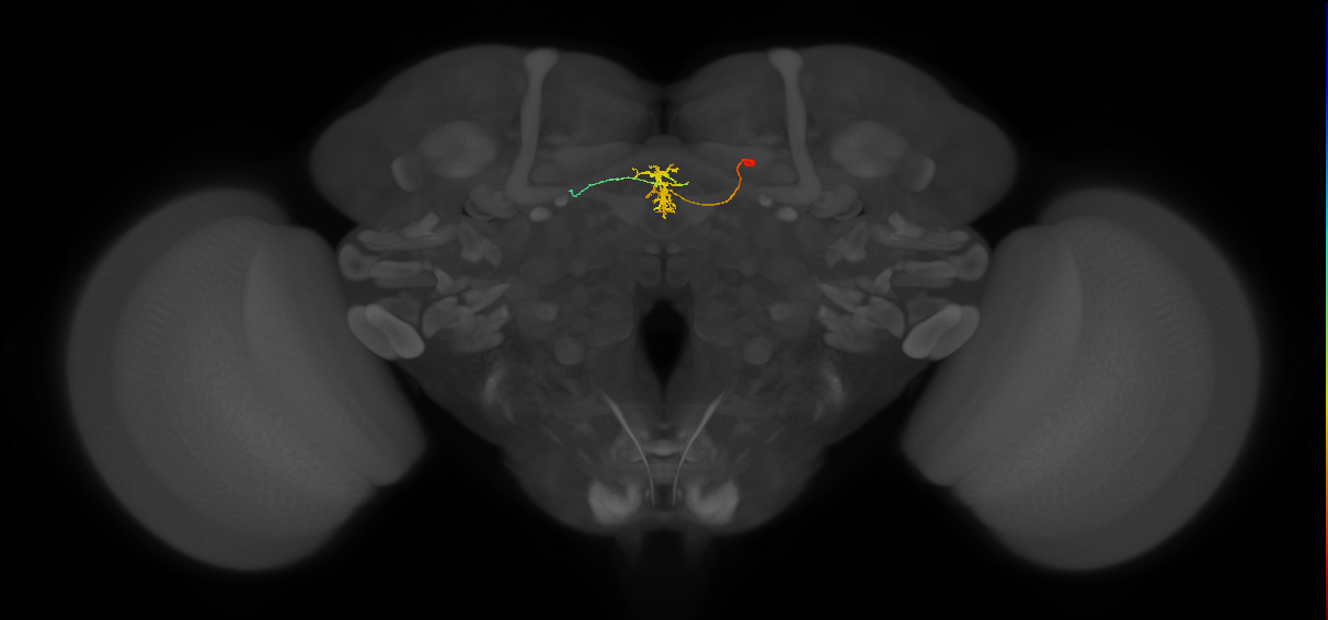 FC3(FQ8)_C5_R (FlyEM-HB:910438484)