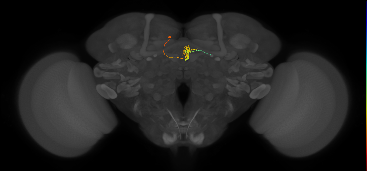 FC3(FQ8)_C4_L (FlyEM-HB:758078409)