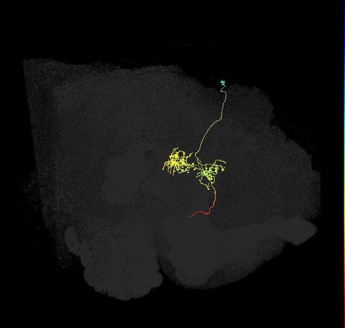 FC3(FQ8)_C3_R (FlyEM-HB:1102454255)