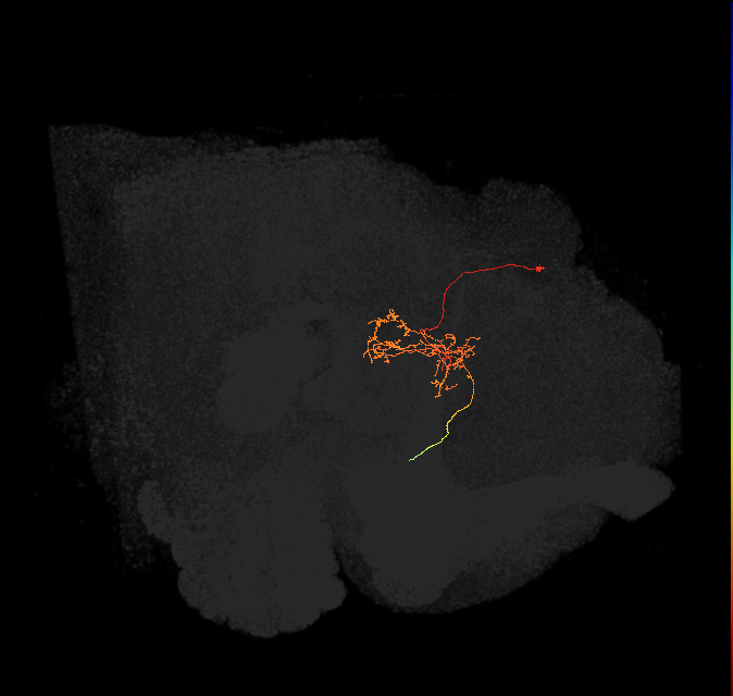 FC3(FQ8)_C6_L (FlyEM-HB:1071151811)