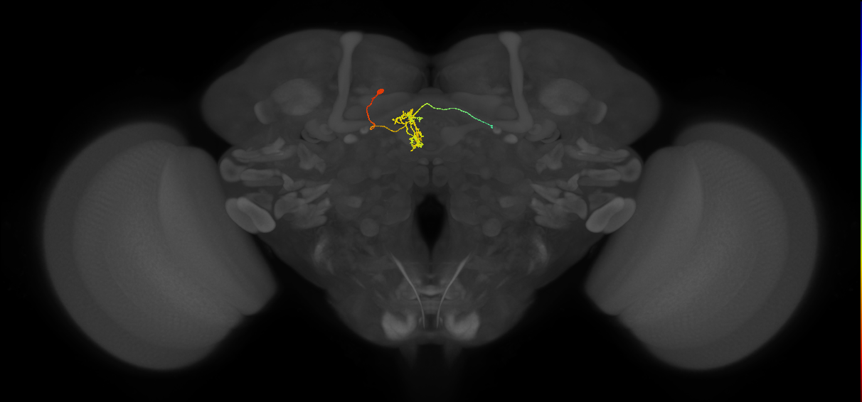 FC3(FQ8)_C6_L (FlyEM-HB:1071151811)