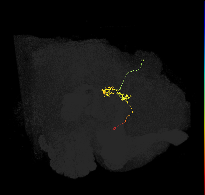FC3(FQ8)_C4_R (FlyEM-HB:910093235)