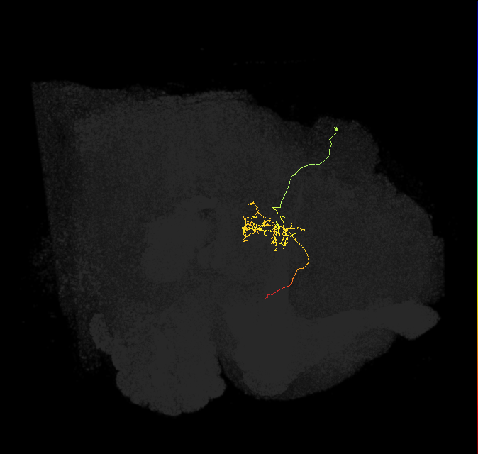 FC3(FQ8)_C4_R (FlyEM-HB:909414983)