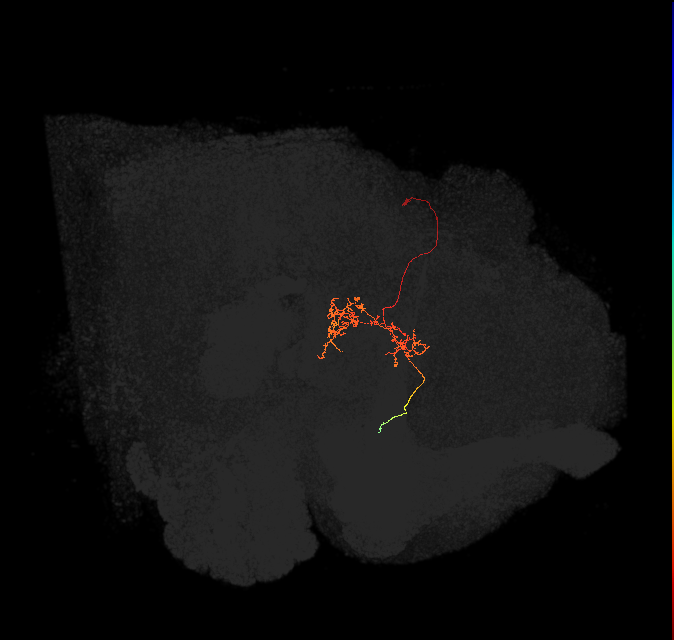 FC3(FQ8)_C7_L (FlyEM-HB:1103559357)