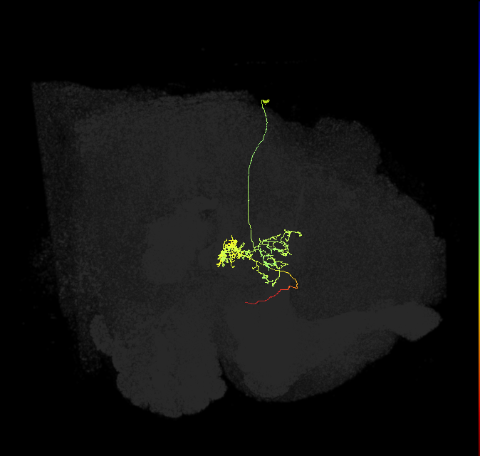 FC3(FQ8)_C2_R (FlyEM-HB:1133484841)