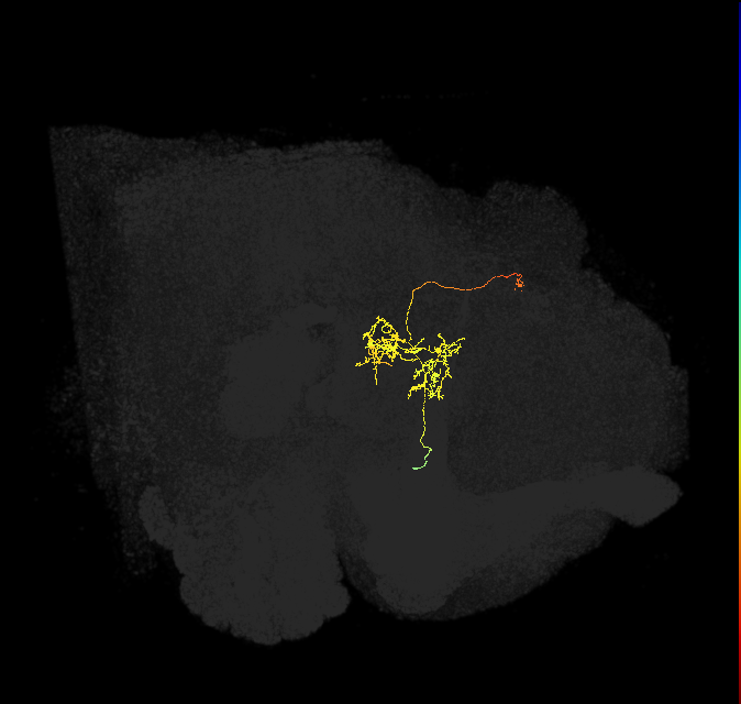 FC3(FQ8)_C3_L (FlyEM-HB:5813037930)