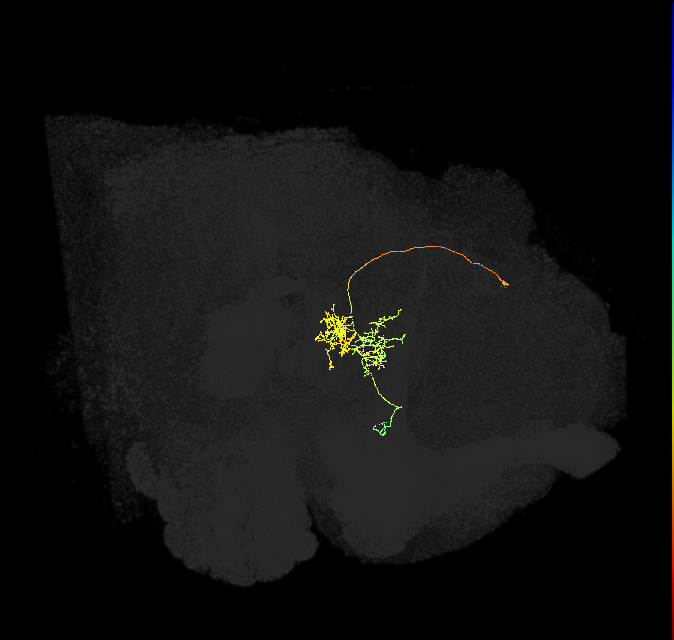 FC3(FQ8)_C2_L (FlyEM-HB:1067387294)
