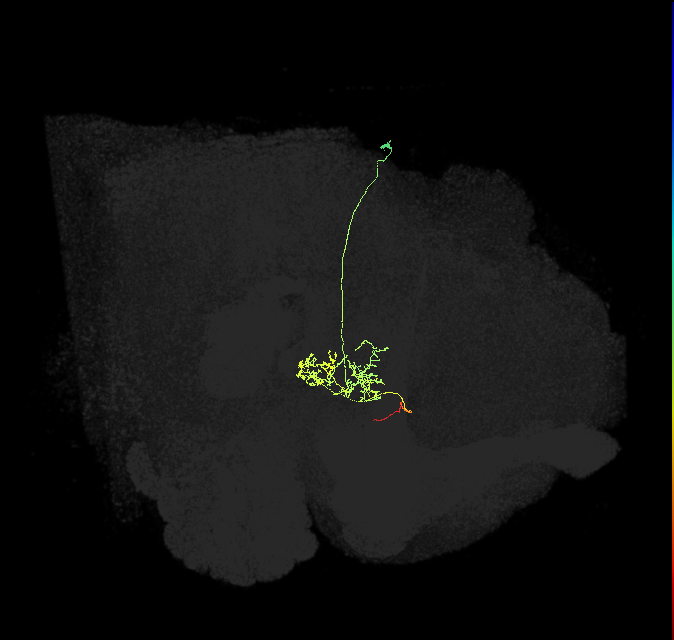 FC3(FQ8)_C1_R (FlyEM-HB:1290015285)