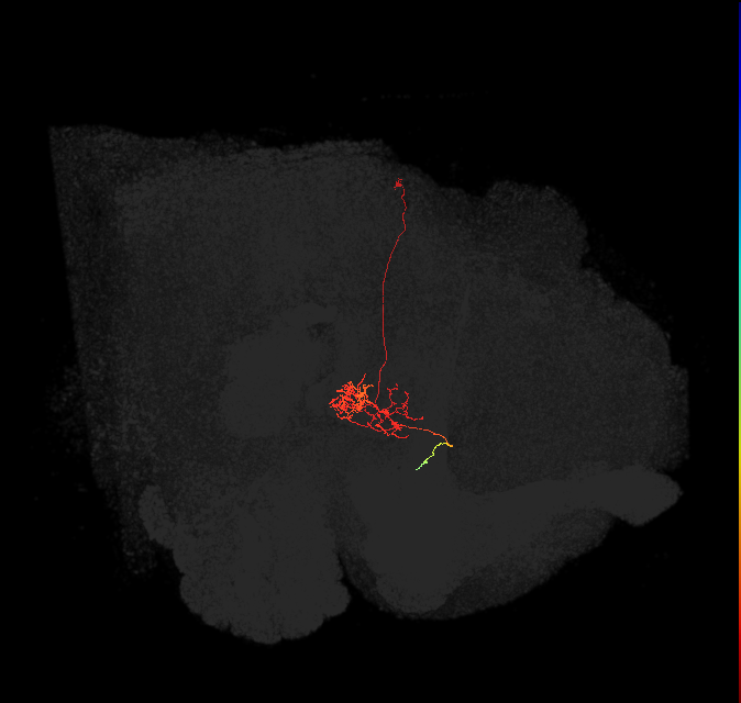 FC3(FQ8)_C9_L (FlyEM-HB:1199383847)