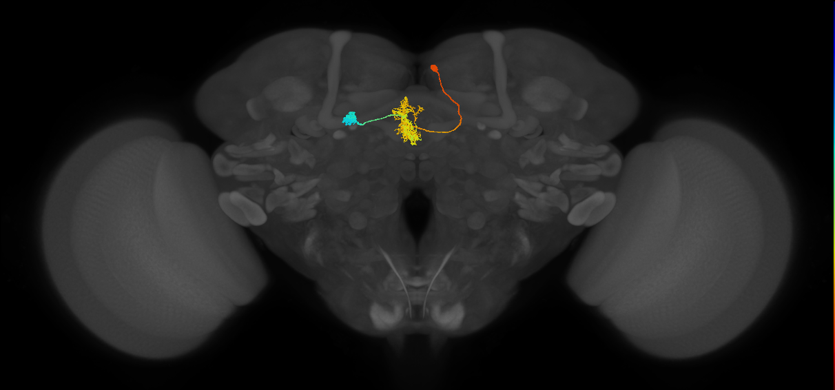 FR1(FQ4)_C6_R (FlyEM-HB:571139809)