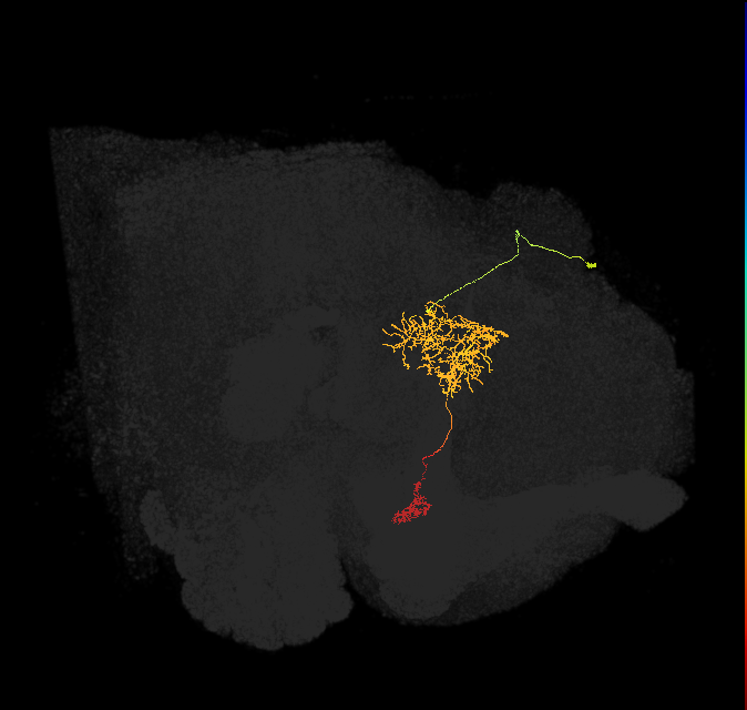 FR1(FQ4)_C5_R (FlyEM-HB:601470598)