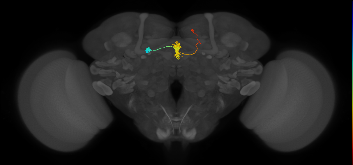 FR1(FQ4)_C5_R (FlyEM-HB:601470598)