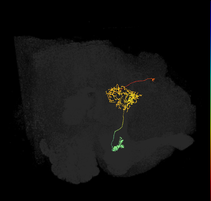 FR1(FQ4)_C4_L (FlyEM-HB:788427061)