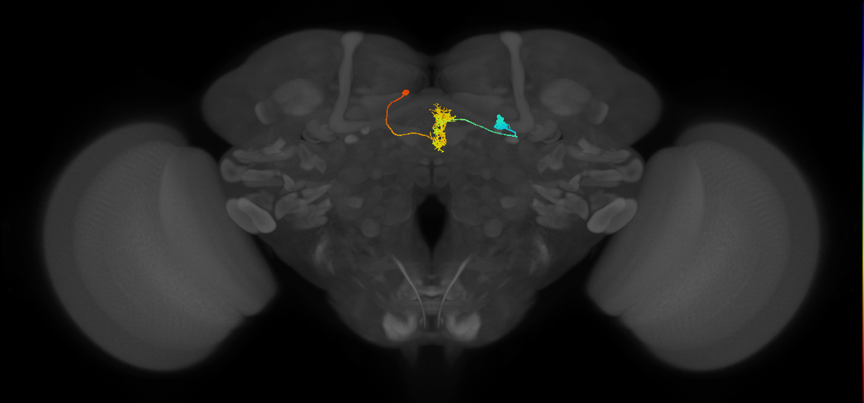 FR1(FQ4)_C4_L (FlyEM-HB:788427061)