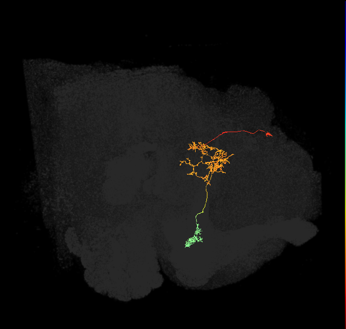 FR1(FQ4)_C5_L (FlyEM-HB:633951900)