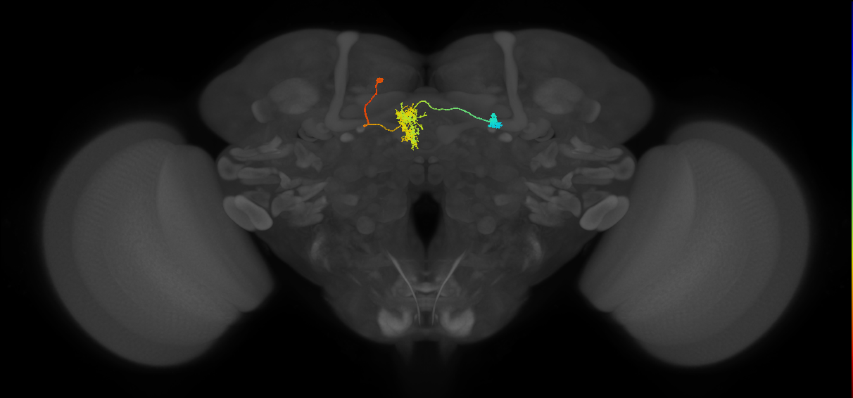 FR1(FQ4)_C6_L (FlyEM-HB:665332092)