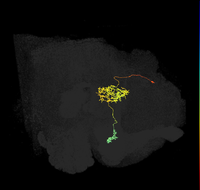 FR1(FQ4)_C3_L (FlyEM-HB:696354016)