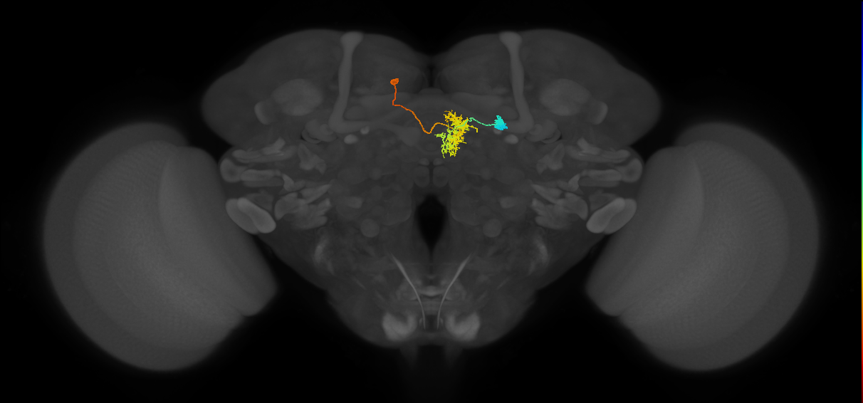 FR1(FQ4)_C3_L (FlyEM-HB:696354016)