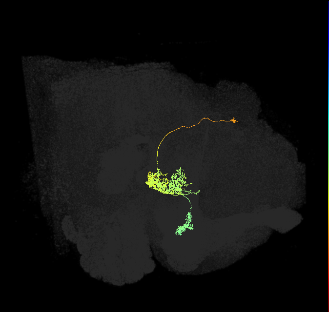 FR1(FQ4)_C1_L (FlyEM-HB:819440815)