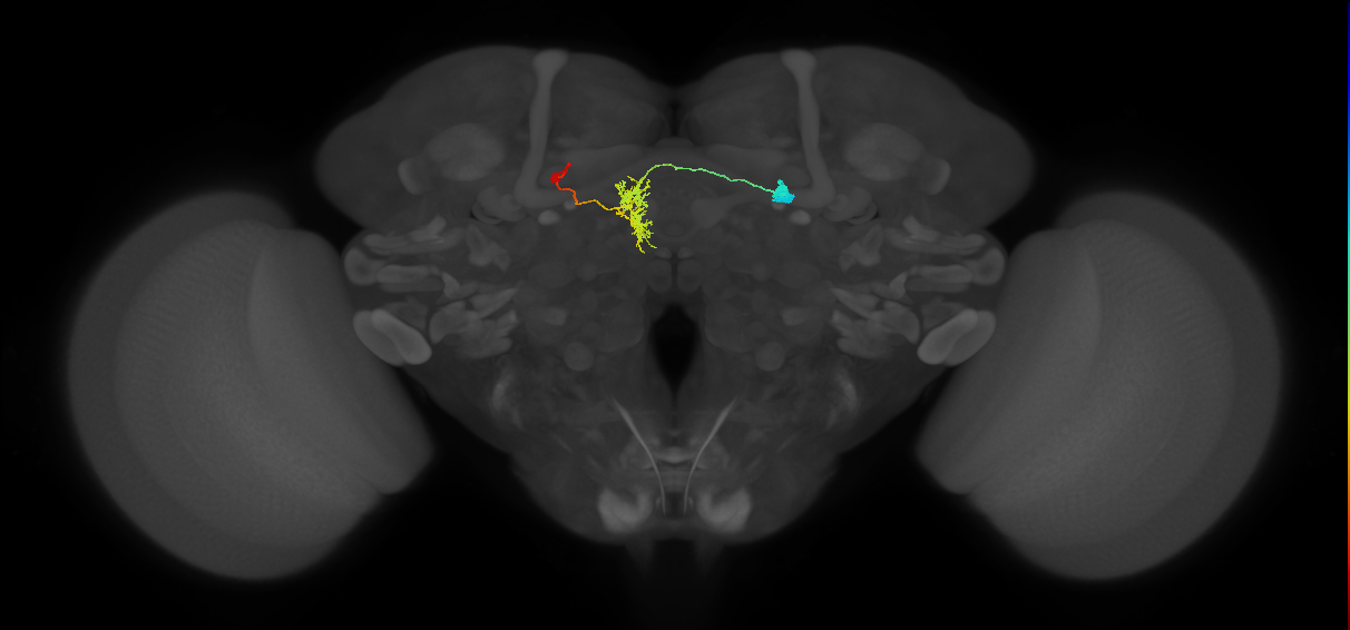 FR1(FQ4)_C7_L (FlyEM-HB:879192161)