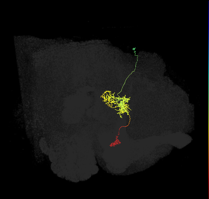 FR1(FQ4)_C3_R (FlyEM-HB:1062849983)