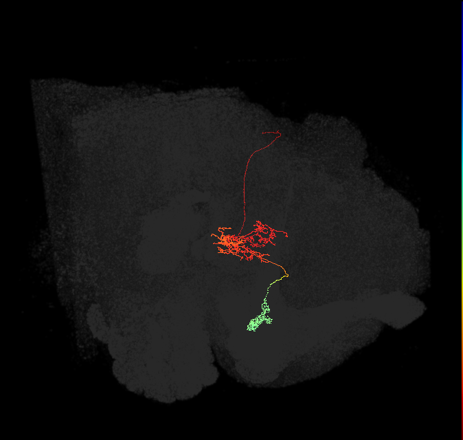 FR1(FQ4)_C8_L (FlyEM-HB:1137279454)