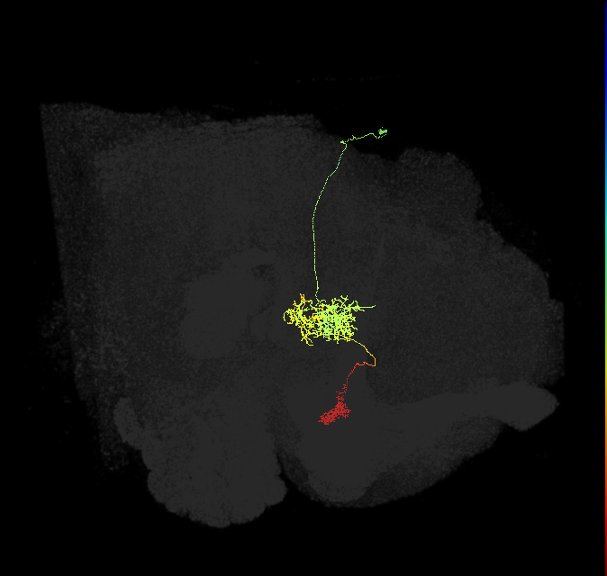 FR1(FQ4)_C2_R (FlyEM-HB:1093216022)