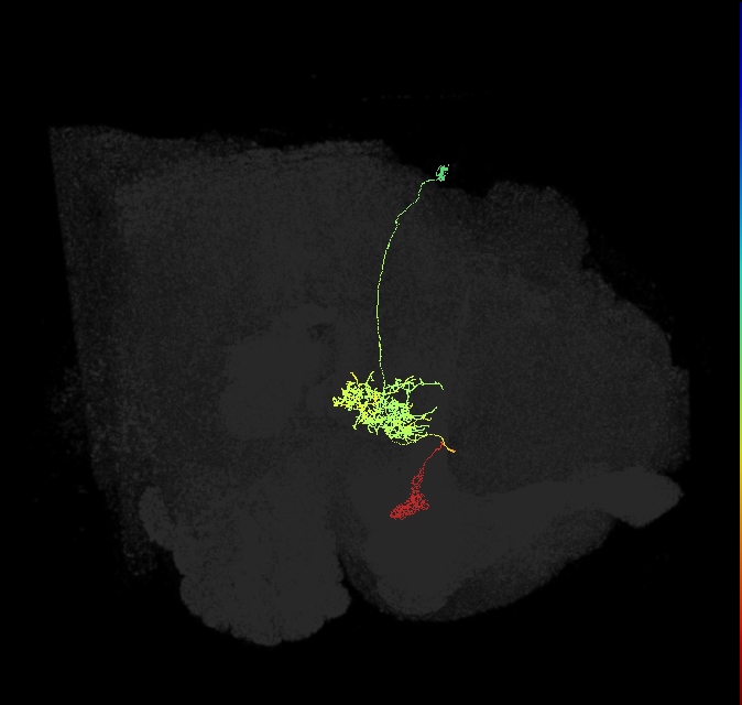 FR1(FQ4)_C1_R (FlyEM-HB:1168664374)