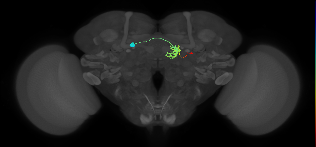 FR1(FQ4)_C1_R (FlyEM-HB:1168664374)