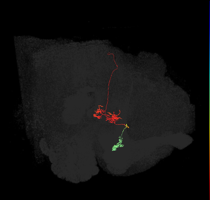 FR1(FQ4)_C9_L (FlyEM-HB:1168660275)