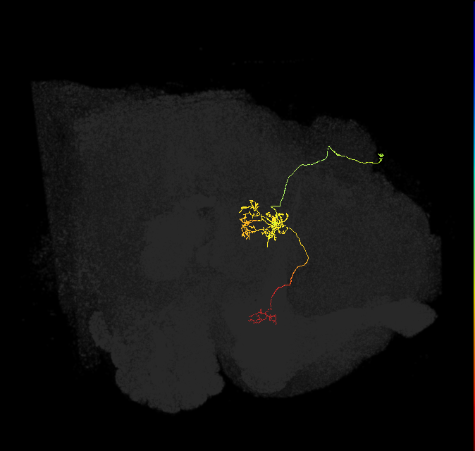 FR2(FQ4)_C4_R_small (FlyEM-HB:569395077)