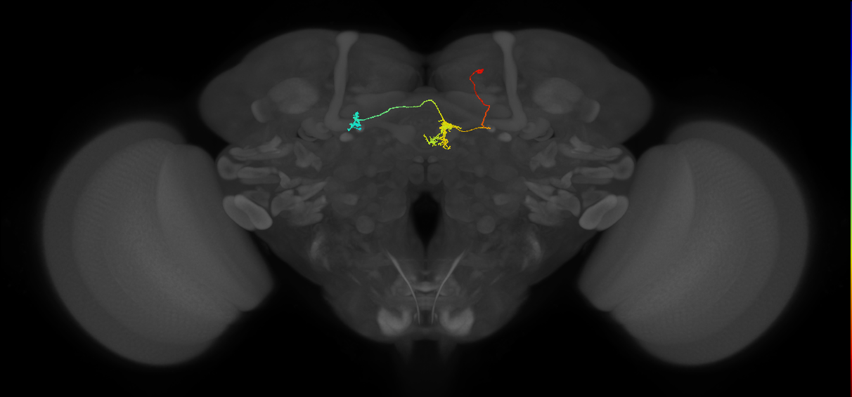 FR2(FQ4)_C4_R_small (FlyEM-HB:569395077)