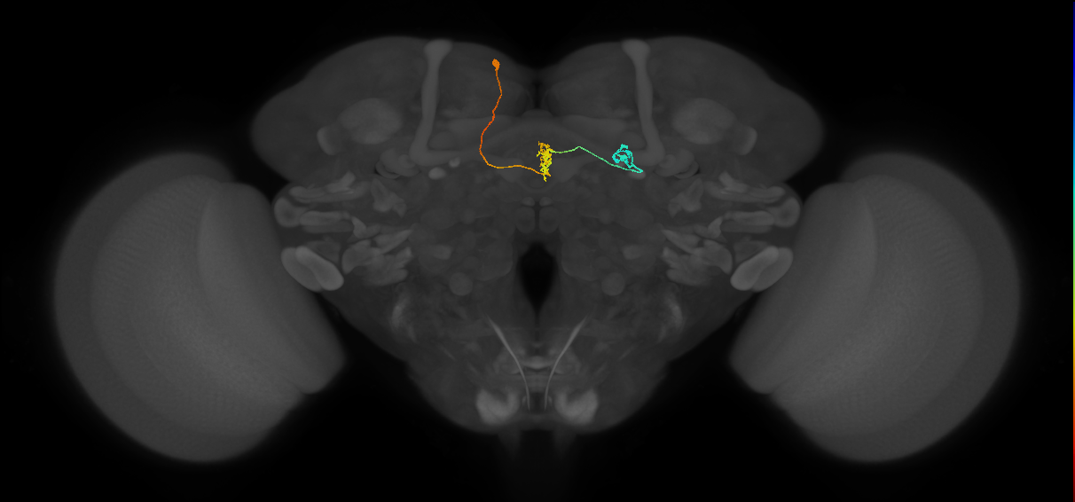 FR2(FQ4)_C4_L_small (FlyEM-HB:356670712)