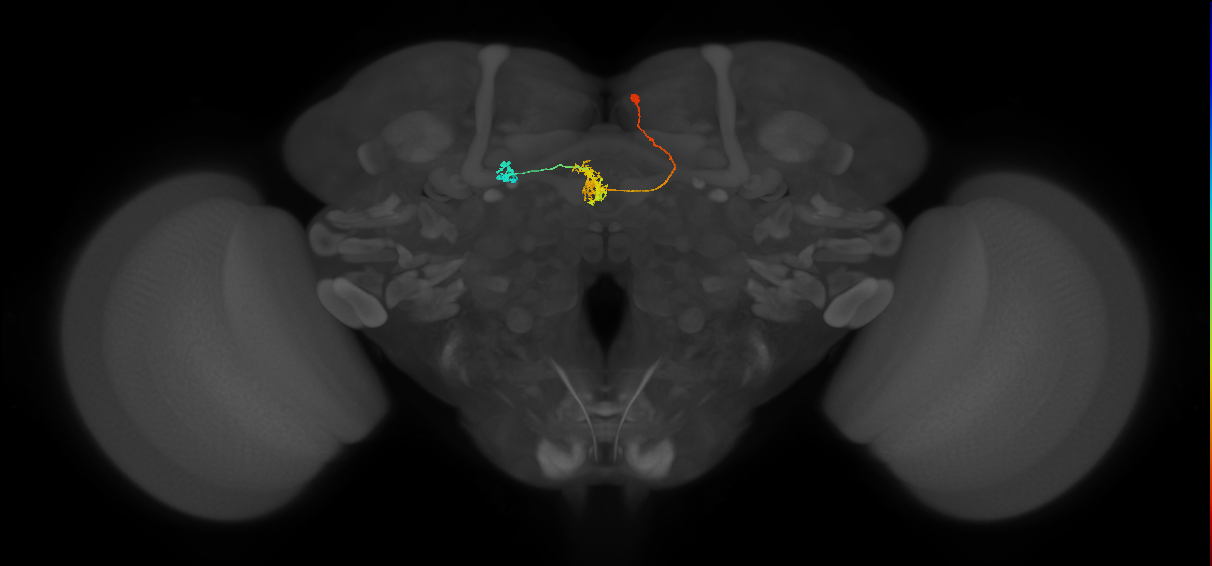 FR2(FQ4)_C6_R_small (FlyEM-HB:539759172)