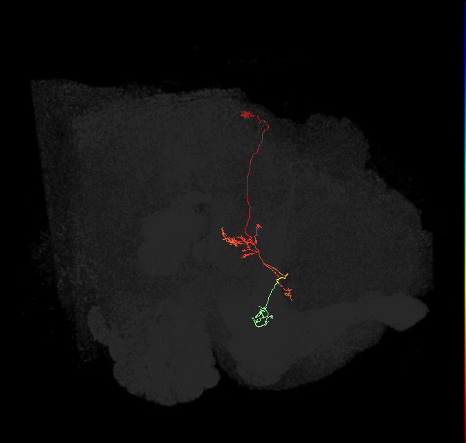 FR2(FQ4)_C8_L_small (FlyEM-HB:1138696627)