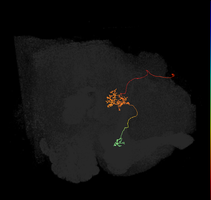 FR2(FQ4)_C6_L_small (FlyEM-HB:508447812)
