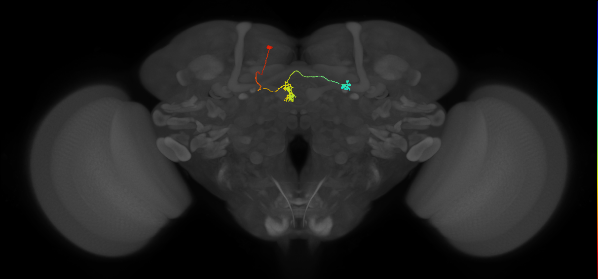FR2(FQ4)_C6_L_small (FlyEM-HB:508447812)