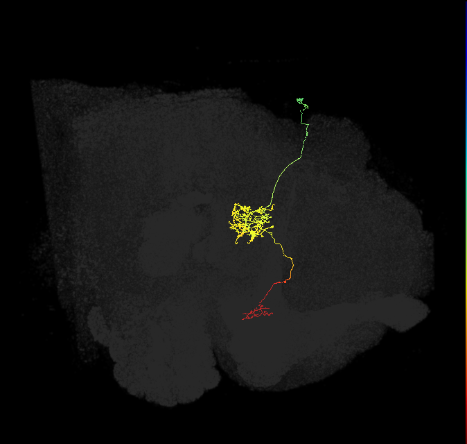 FR2(FQ4)_C3_R_small (FlyEM-HB:1031828247)